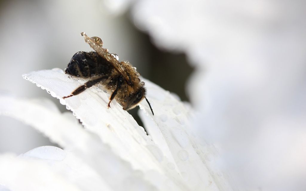 bee 3078000 1920