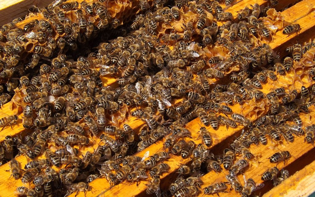 bees 486869 1920