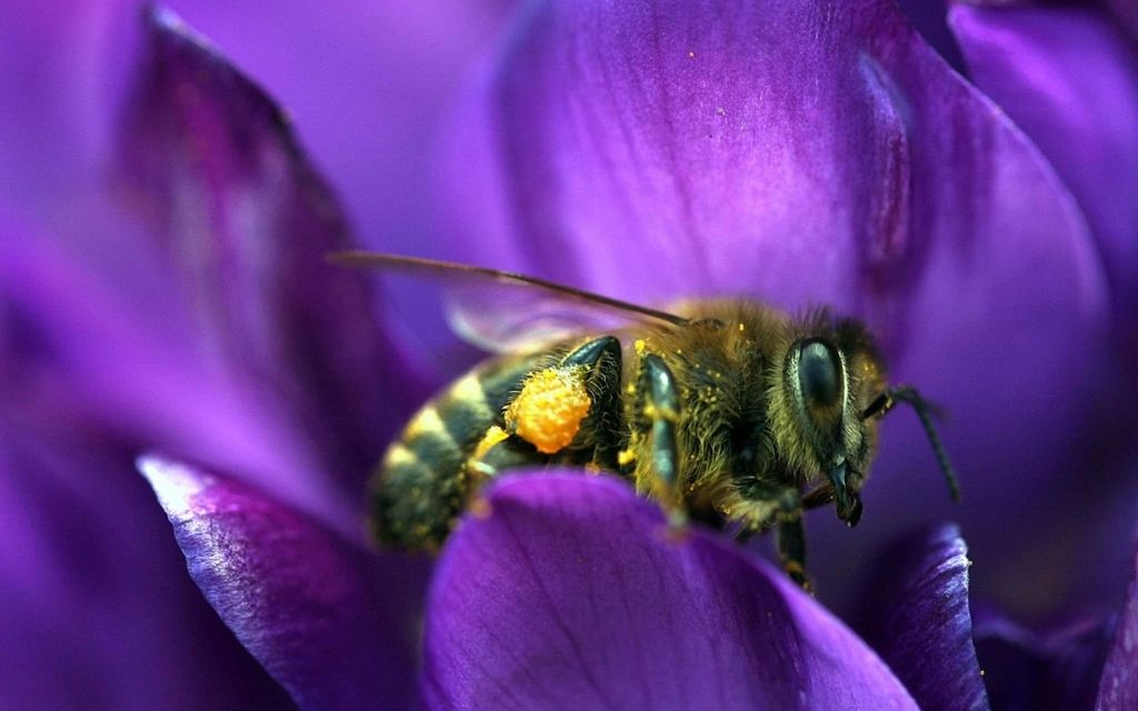 bee pres Photo