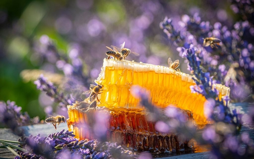 Bee Press Photo 1