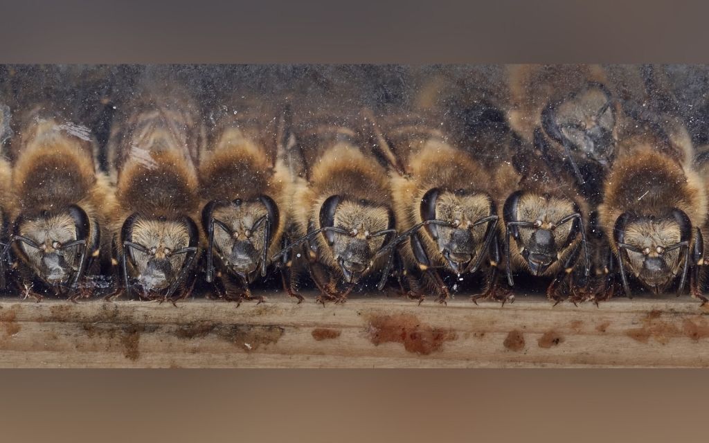 Bee Press Photo 4