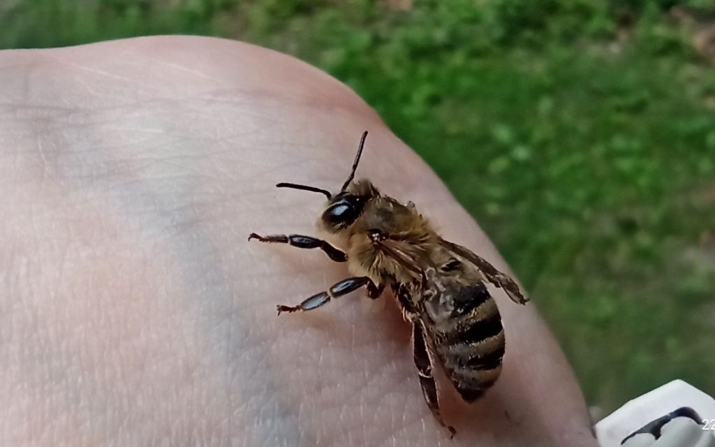 Bee Press Photo 9