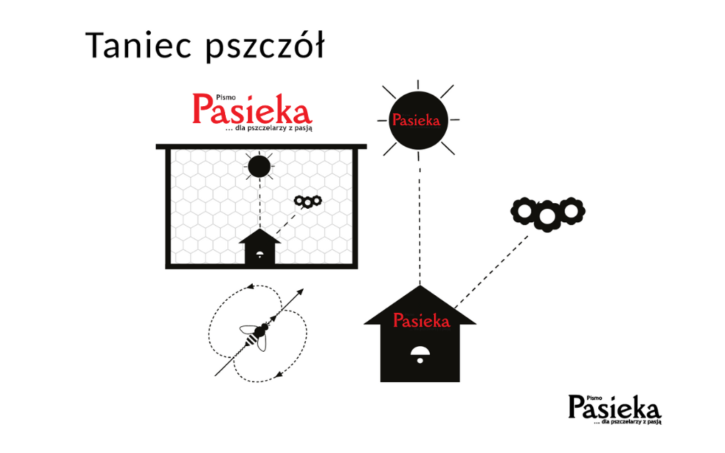 taniec pszczół
