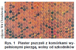 Szkodniki pierzgi
