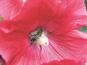 Sposób powiększenia zbiorów miodu w warunkach nadmiernego napszczelenia
