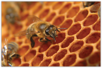 Nosema ceranae