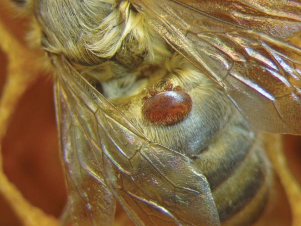 Zwalczanie Varroa destructor metodą izolowania matki, cz. 1