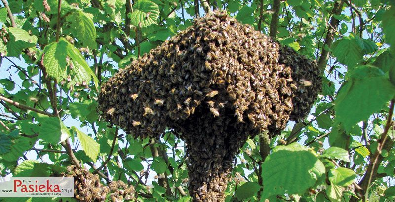Varroa destructor – skuteczne zwalczanie czy ciągła walka? Cz. 3.
