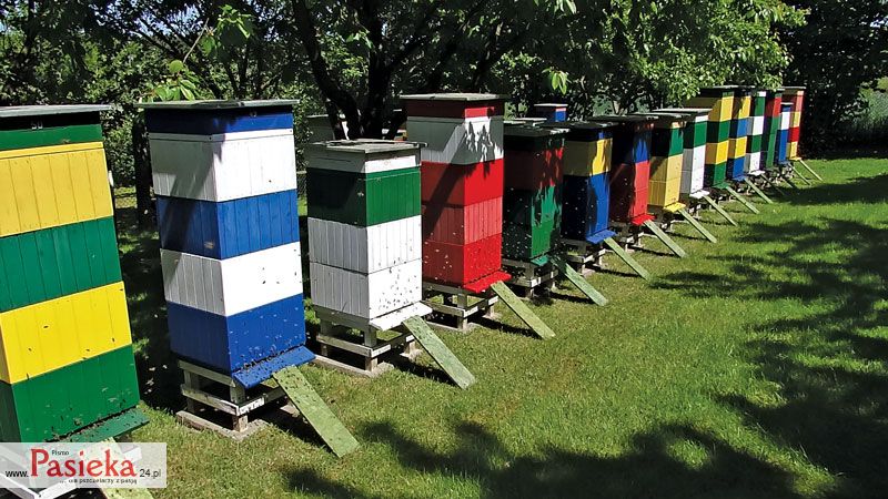 Varroa destructor – skuteczne zwalczanie czy ciągła walka? Cz. 4.