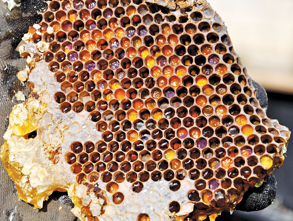 Pasieka nr 94 ([PAS94], marzec-kwiecień 2019, on_honeycomb-2142730)