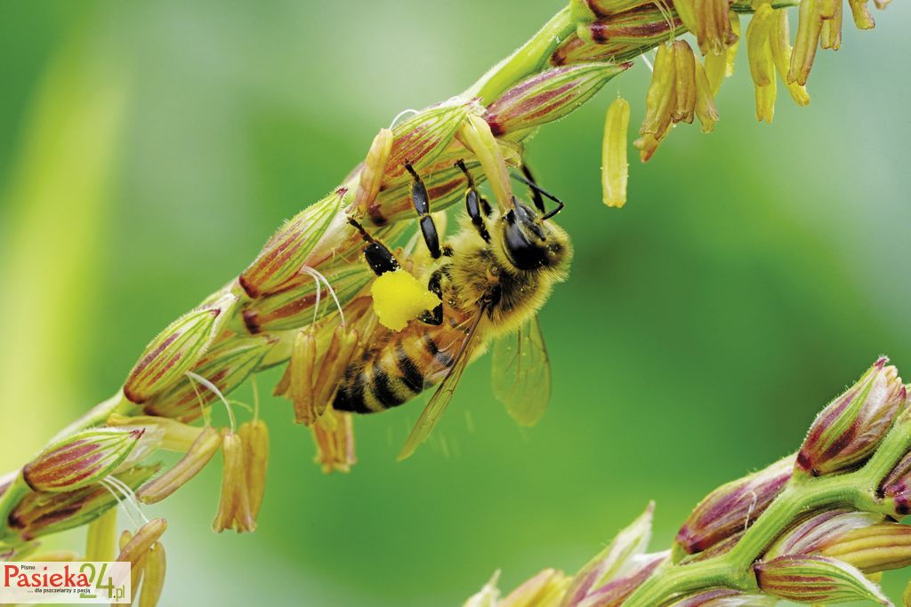 corn-4340805 