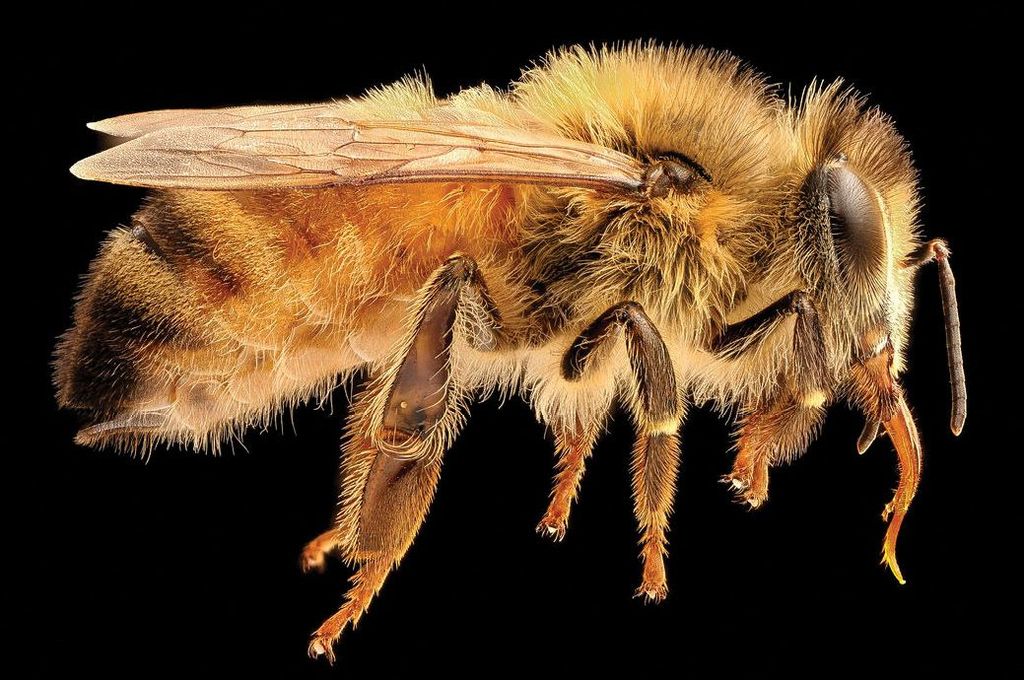 Insektagedon – czy pszczoły przetrwają?