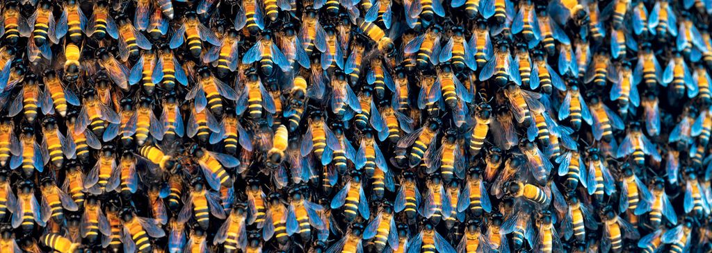 Porównanie biologii pszczoły miodnej Apis mellifera i pszczoły olbrzymiej Apis dorsata, cz. 2.