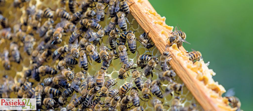 EurBeST– ocena pszczół odpornych na pasożyta Varroa destructor w pasiekach produkcyjnych – badanie wstępne