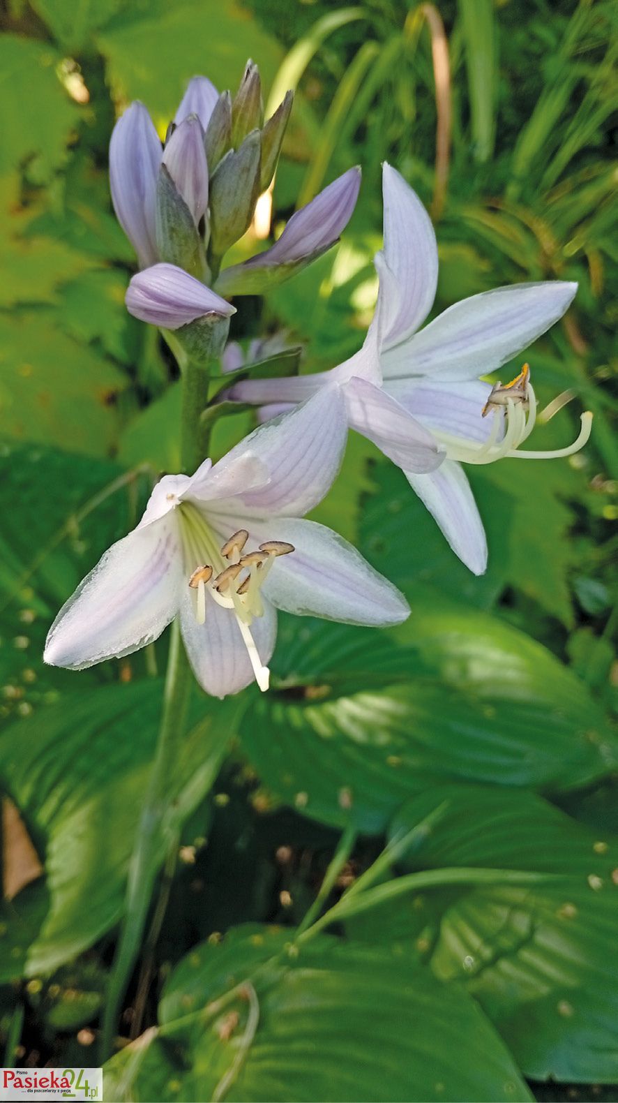 Hosta.
