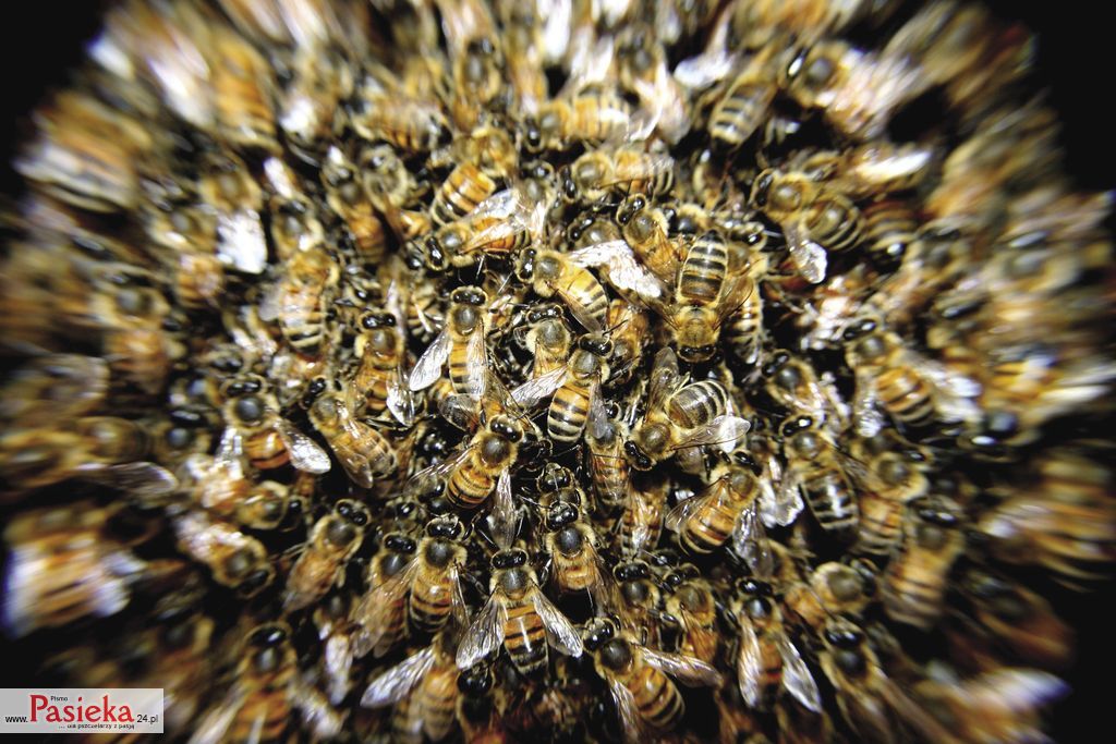 bees-276190