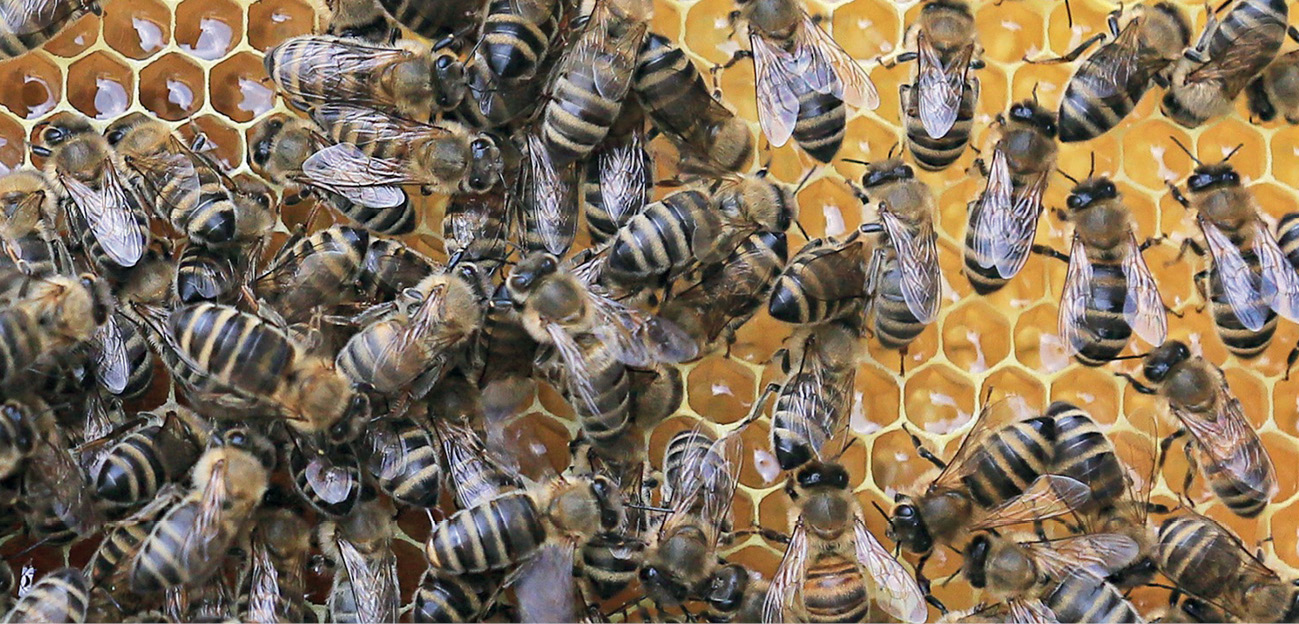 MIT?: Rodzinę bezmateczną możemy poznać po „płaczu pszczół”