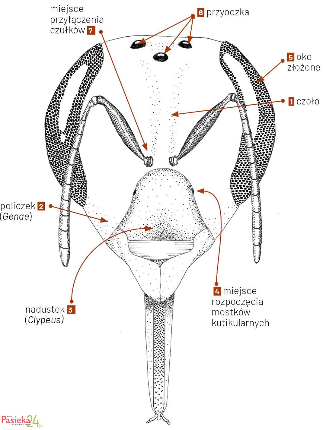 Anatomia pszczoły