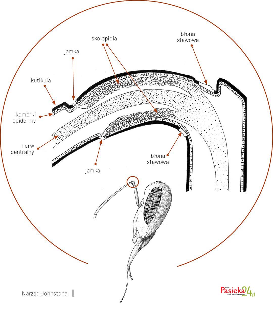 Anatomia pszczoły