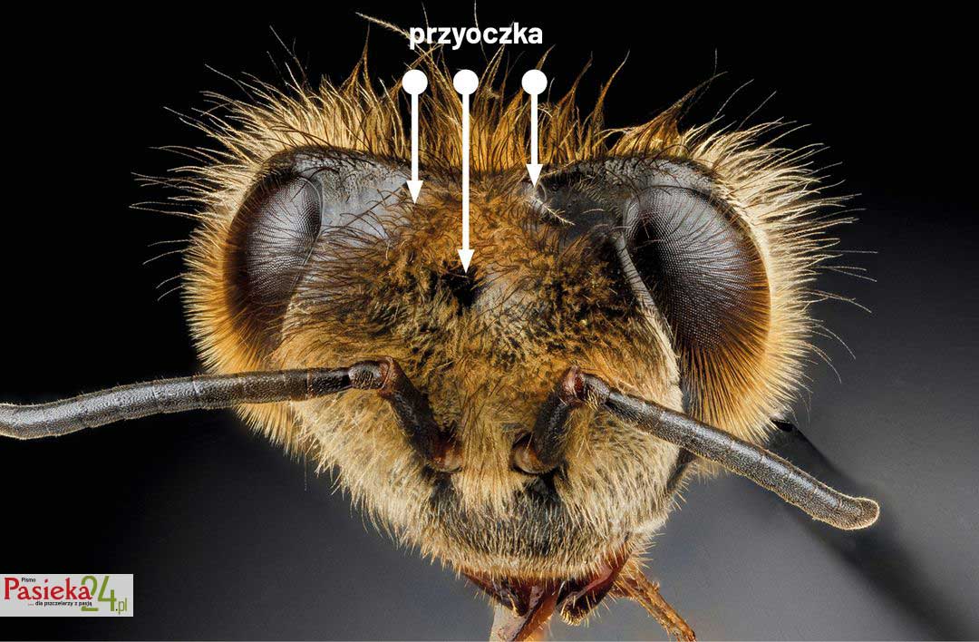 Anatomia pszczoły