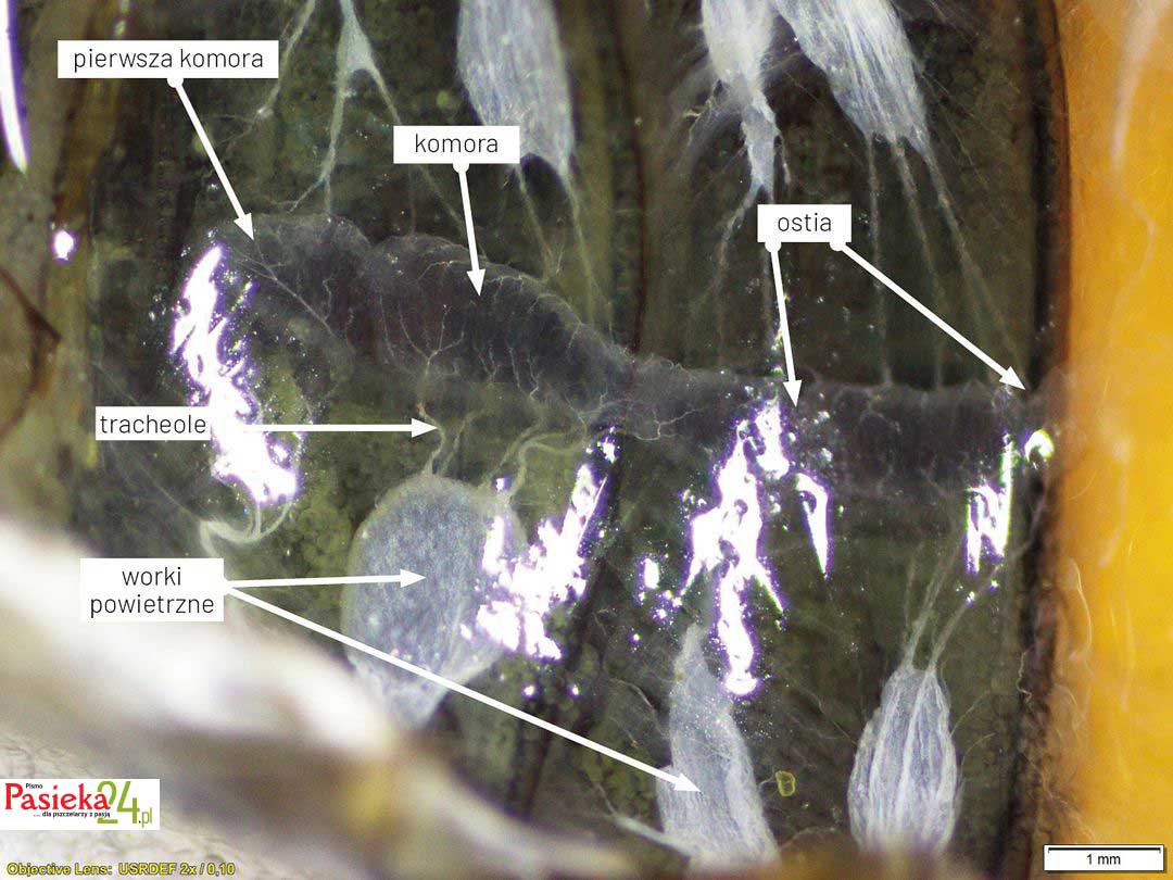 Anatomia pszczoły