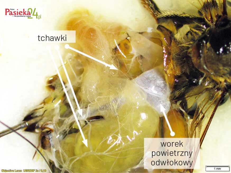 Anatomia pszczoły