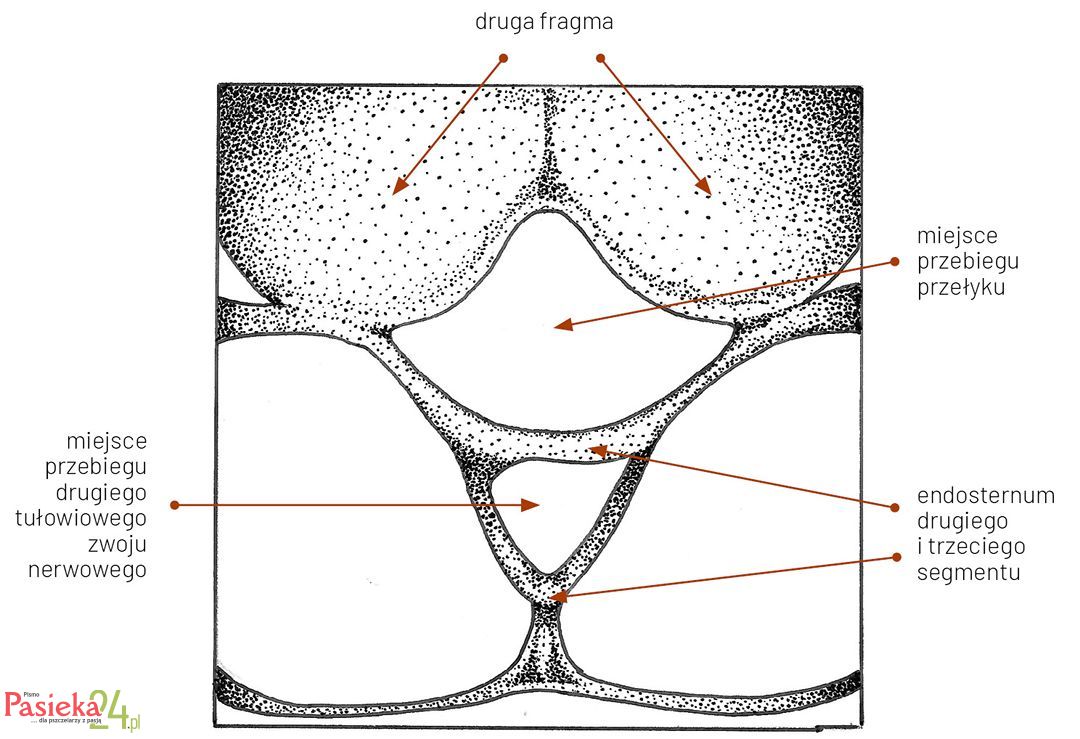 Anatomia pszczoły