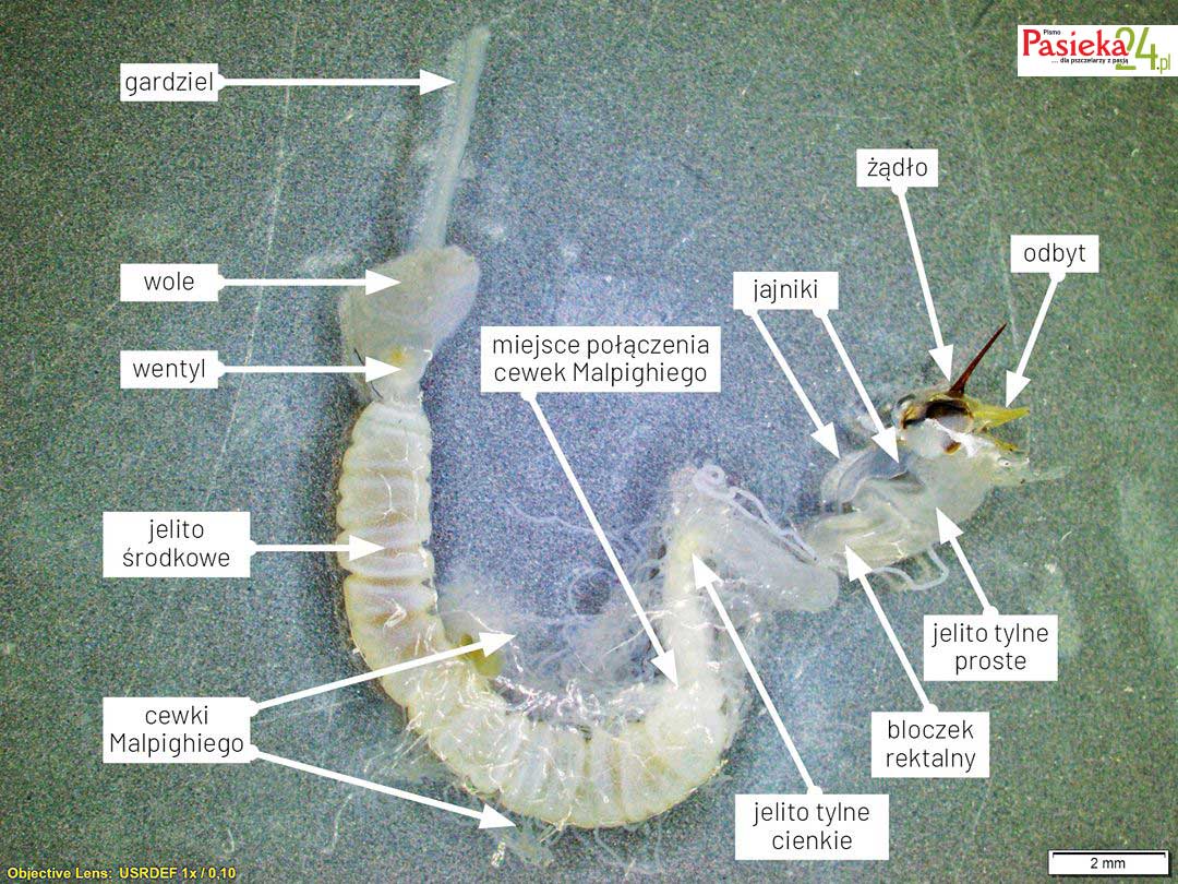 Anatomia pszczoły
