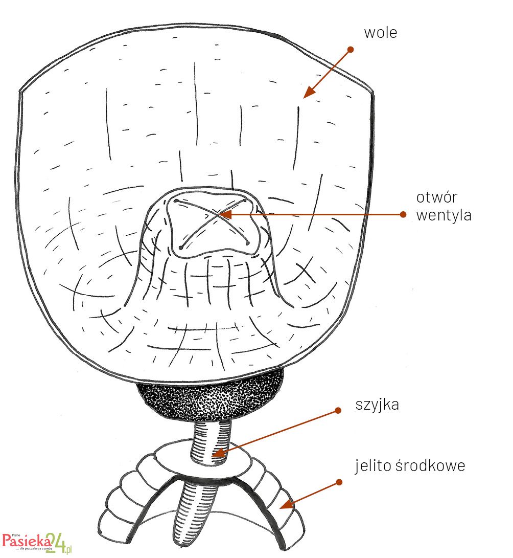 Anatomia pszczoły