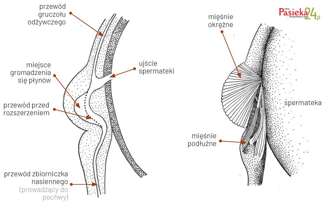 Anatomia pszczoły