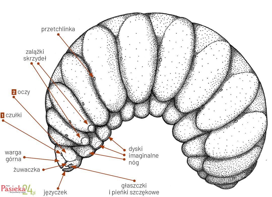 Anatomia pszczoły