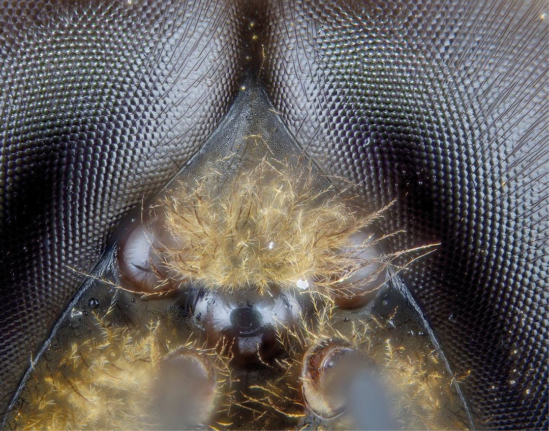 Apis mellifera male