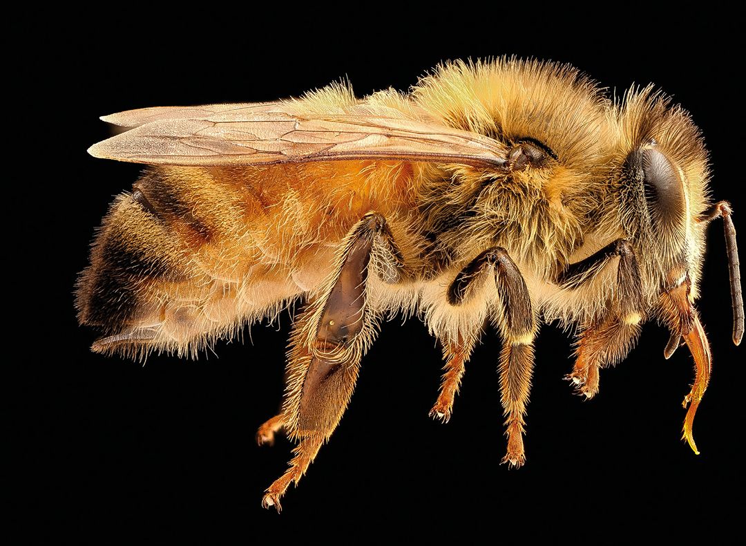 Anatomia pszczoły
