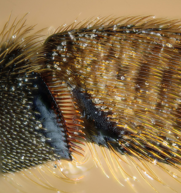 Anatomia pszczoły