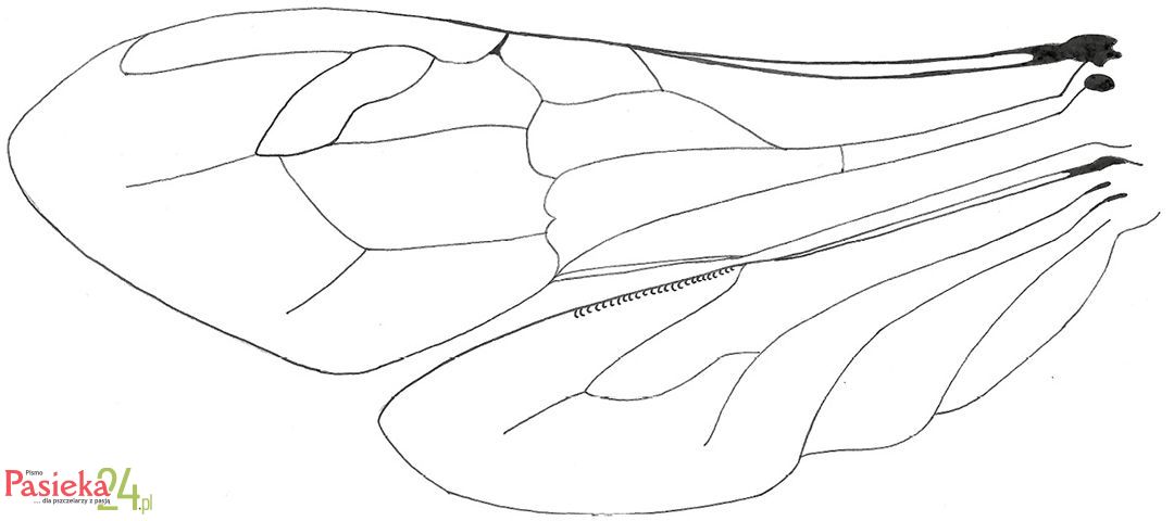Anatomia pszczoły