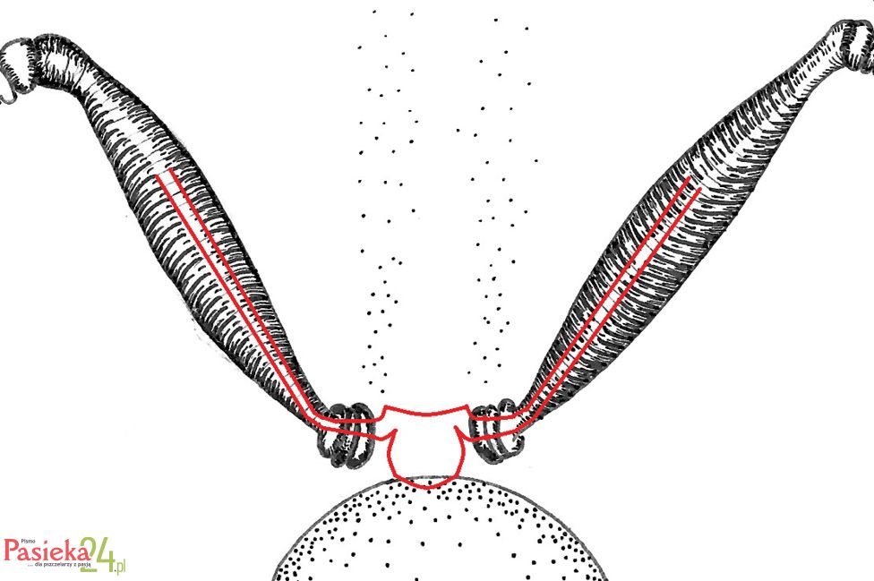 Anatomia pszczoły