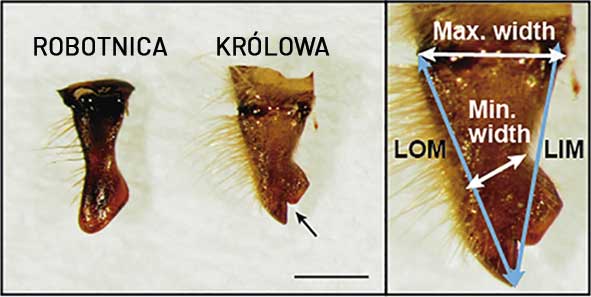 Anatomia pszczoły