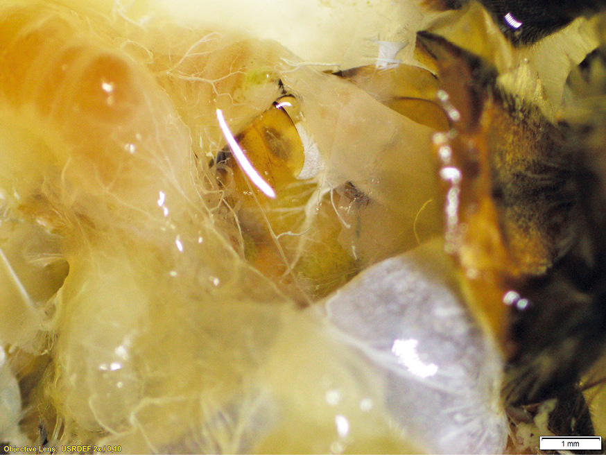 Anatomia pszczoły