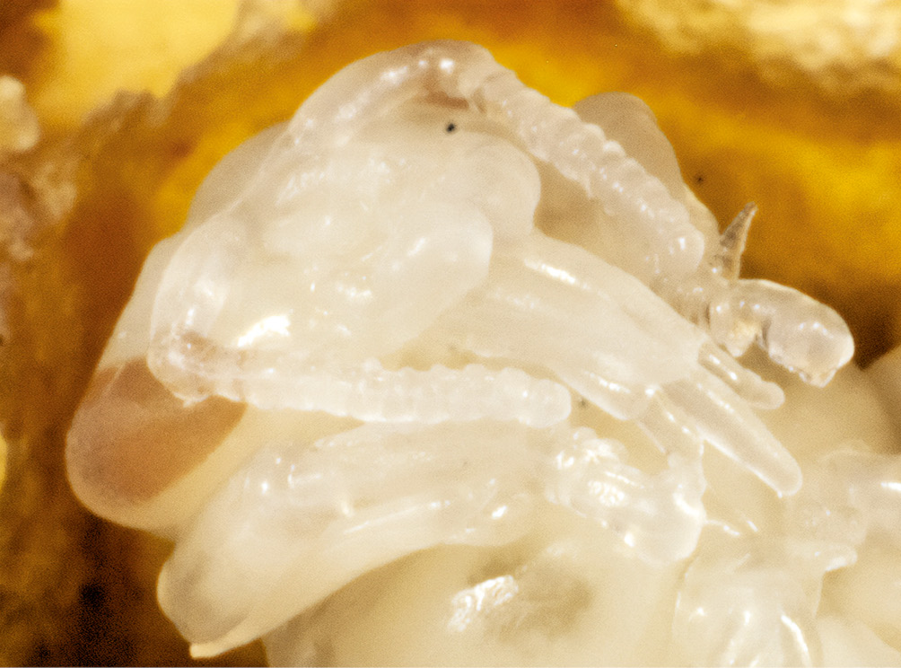 Anatomia pszczoły