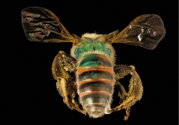Anatomia pszczoły