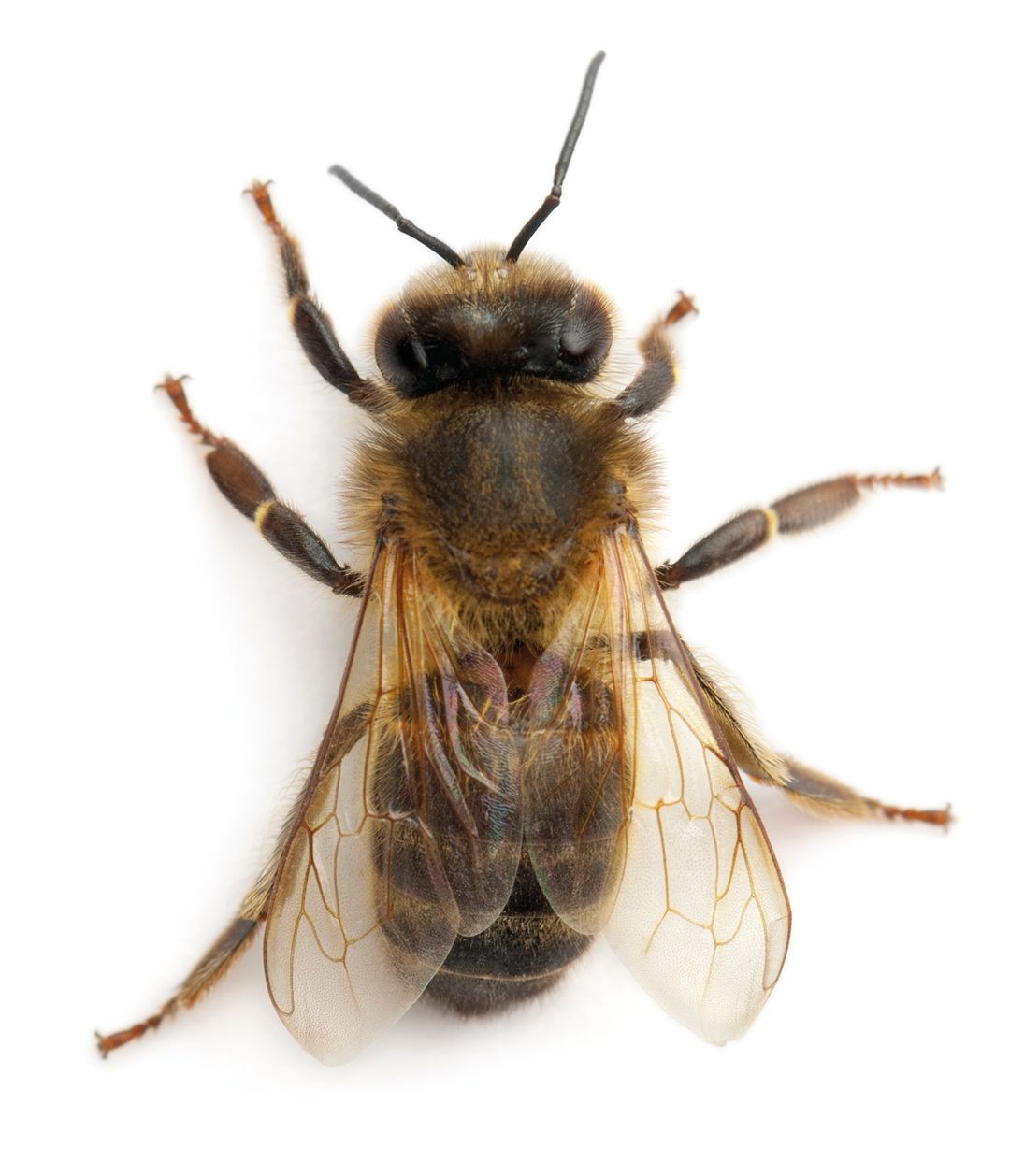 Anatomia pszczoły