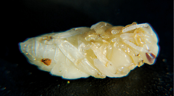 Anatomia pszczoły